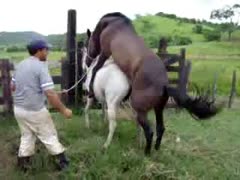 Watching farm xxx horses engage in sexual activity